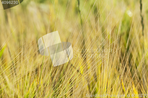 Image of ripening cereals in the field