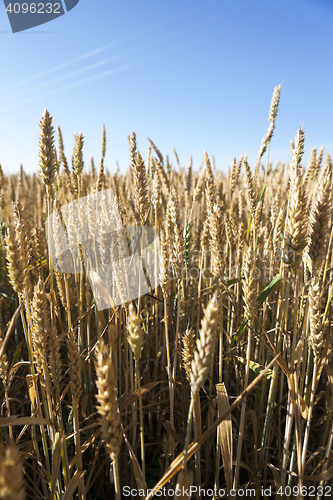 Image of Field of cereal in the summer