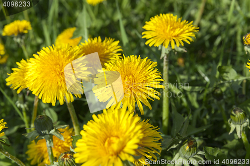 Image of yellow dandelions in spring