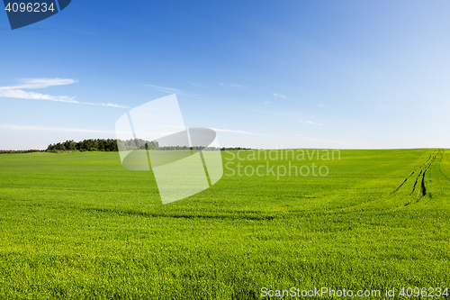 Image of Field with cereal