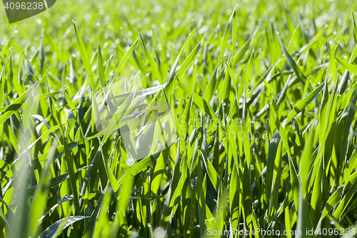 Image of Field with cereal