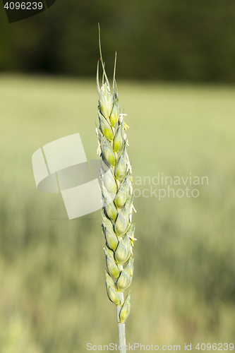 Image of Field with cereal