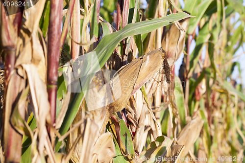 Image of yellowed ripe corn