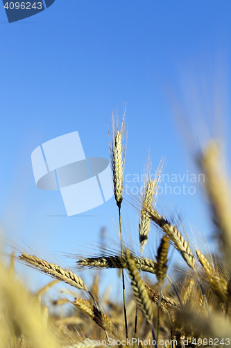 Image of agricultural field with cereal