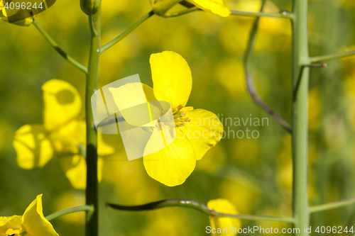 Image of yellow flower rape