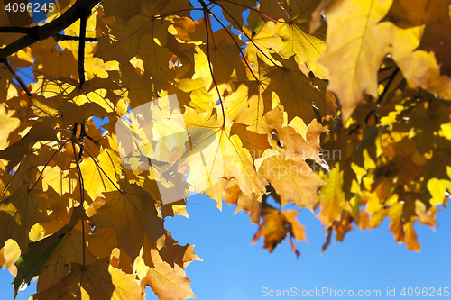 Image of yellowing leaves on the trees