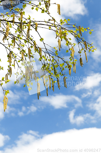 Image of young birch leaves