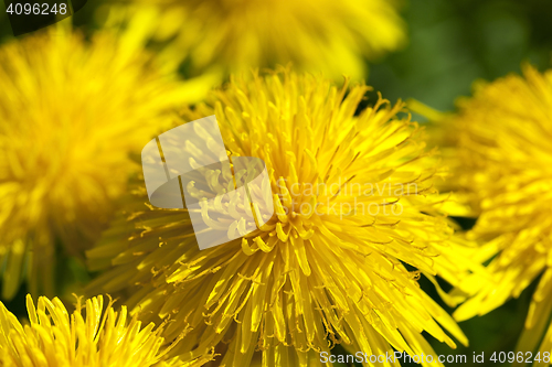 Image of yellow dandelions in spring