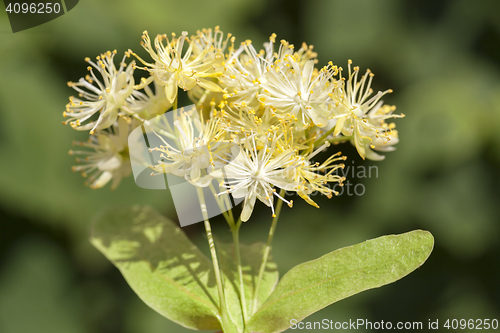 Image of flowering linden trees