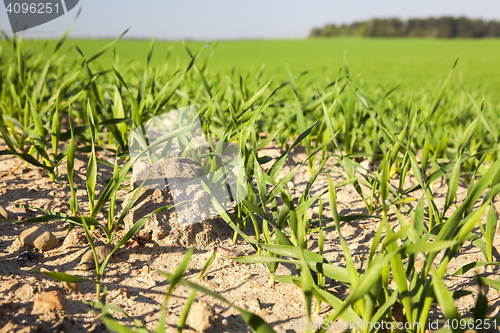 Image of Field with cereal