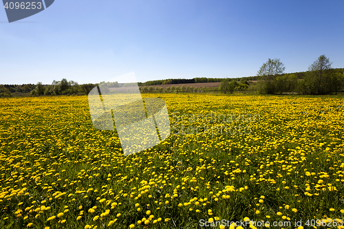 Image of yellow dandelions in spring