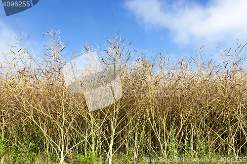 Image of maturing field with rape