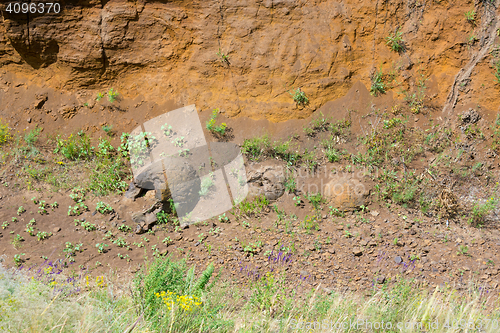 Image of Three forms of education in the ravine-like dinosaur eggs have been found near the village of Wet Olhovka Kotovo District, Volgograd Region, Russia