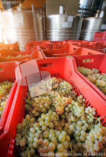 Image of winemaking with grapes