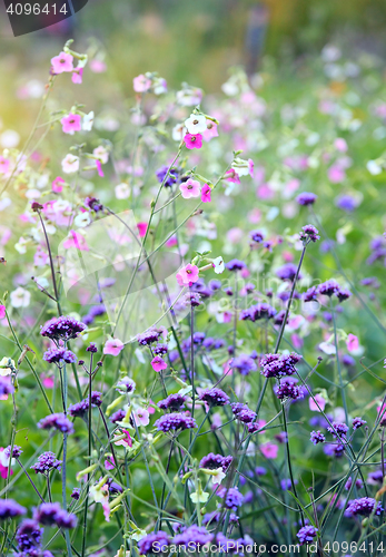 Image of Flower close up, Shallow Dof