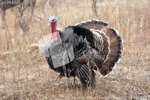 Image of Black a turkey bird