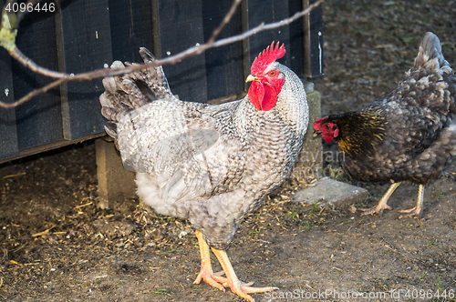 Image of White rooster in a farmyard