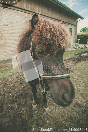 Image of Horse with red hair