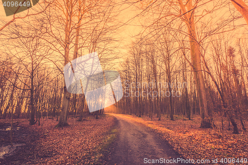 Image of Forest path ending at a sunrise