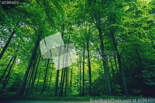Image of Tall green trees in a forest
