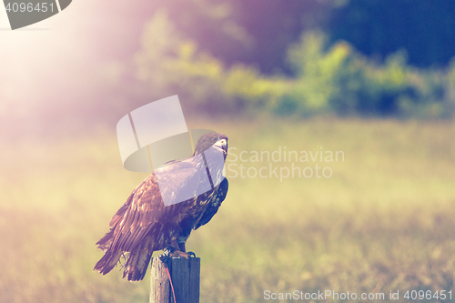 Image of Eagle on a meadow