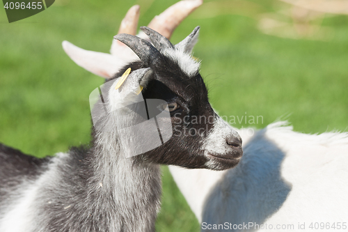 Image of Young goat with black spots