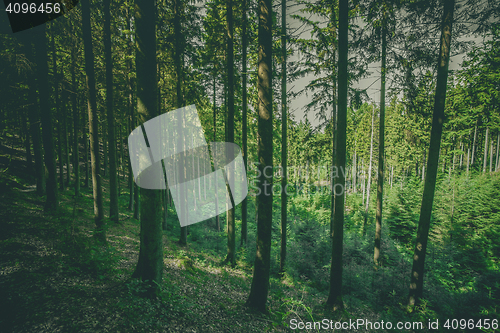 Image of Tall pine trees in a green forest