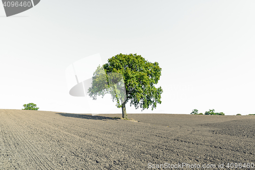 Image of Dry field with a lonely green tree