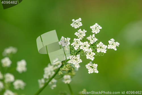 Image of White wildflowers on green background