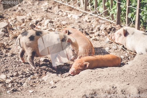 Image of Piglets sleeping in a barnyard