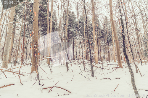 Image of Forest in Denmark with snow