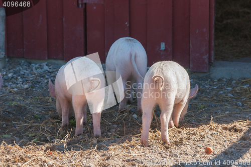 Image of Tree little pigs with curly tails