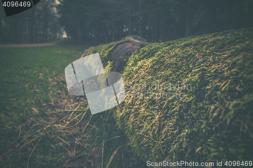 Image of Old tree covered with moss