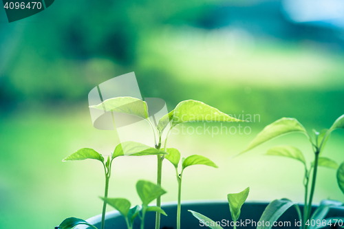 Image of Organic green chili sprouts