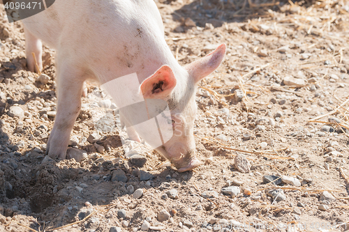 Image of Pink pig looking for food in a farmyard