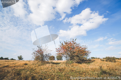 Image of Red berries on bushes