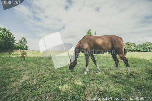 Image of Brown stallion eating grass on a green meadow