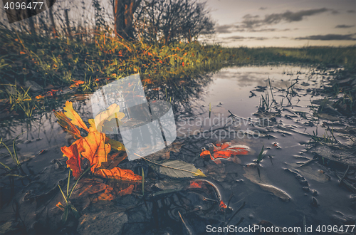 Image of Puddle in autumn with colorful maple