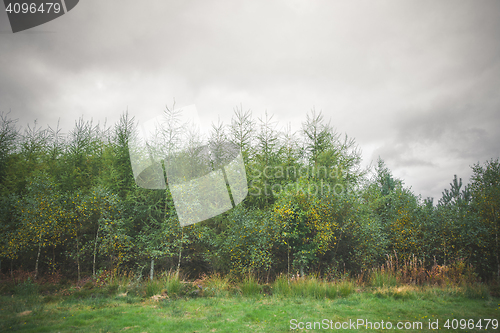 Image of Green trees in the beginning of autumn