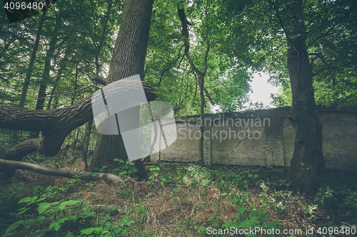 Image of Old brick wall in a green forest