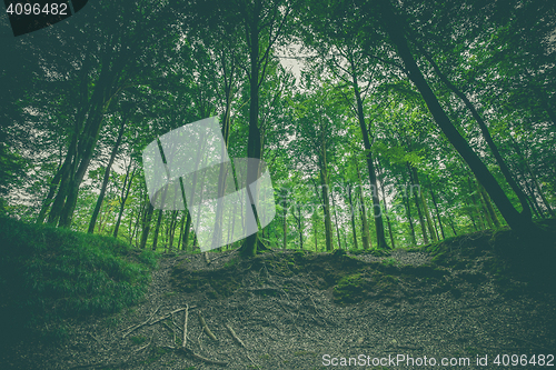 Image of Forest landscape with green beech trees