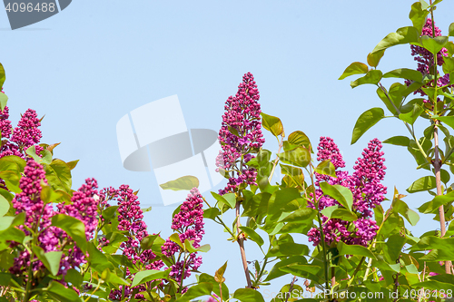 Image of Syringa vulgaris tree with flowers