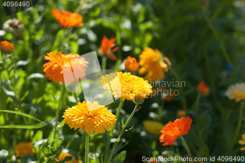 Image of Yellow and orange calendula flowers