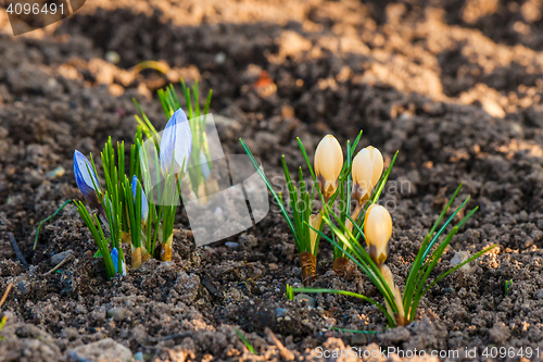Image of Blue and yellow crocus flowers