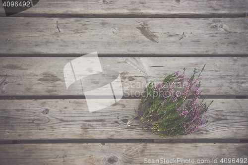 Image of Heather plant with purple flowers