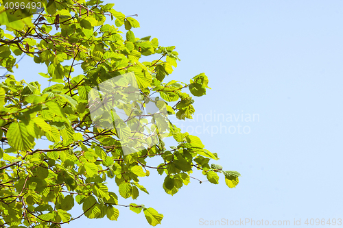 Image of Twig with beech leaves