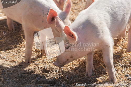 Image of Cute pigs in pink color