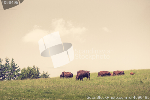 Image of Buffalo herd on a green meadow