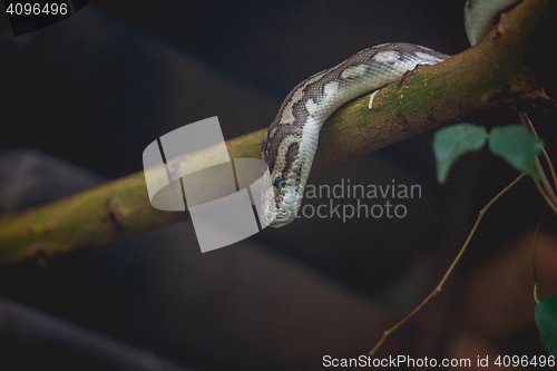 Image of Snake looking down from a tree