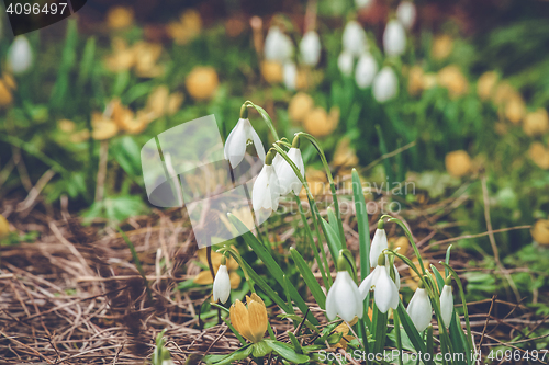 Image of flowerbed with snowdrops and eranthis